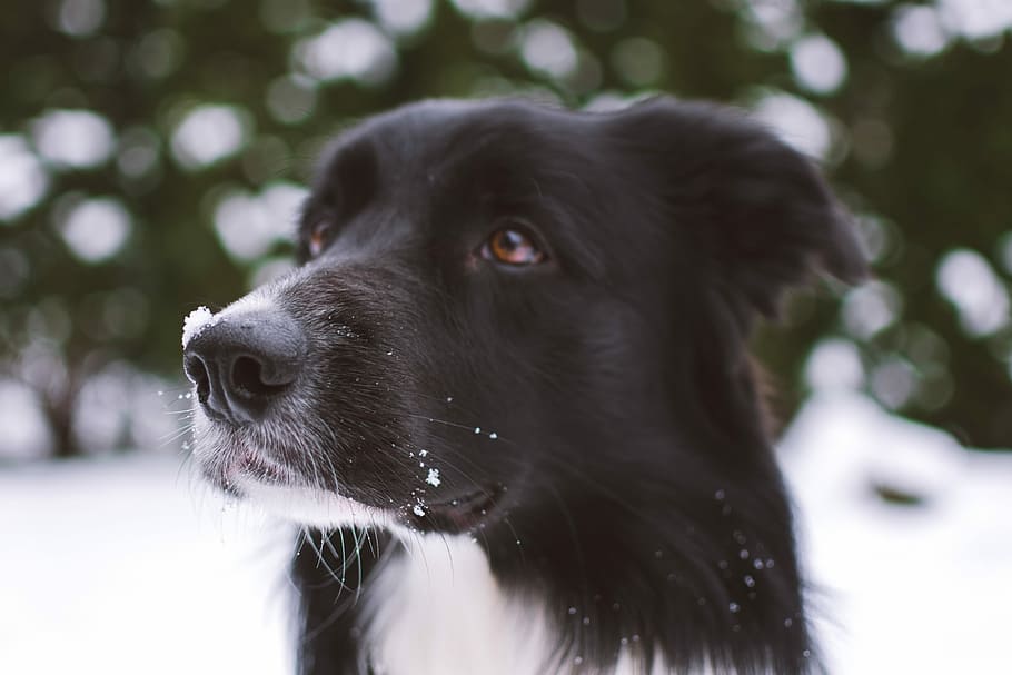 shallow focus photography of black dog, Border Collie, one animal HD wallpaper