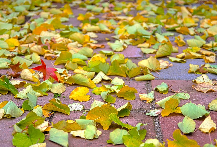 Leaves, Autumn, Fall, Flora, floral, foliage, scattered, autumnal HD wallpaper