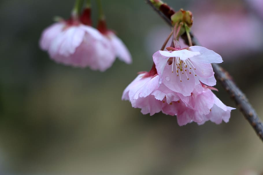 cherry blossom, spring, nature, flower, flowering plant, freshness HD wallpaper
