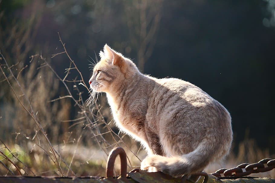 large gray cat on fence at daytime, kitten, mackerel, cat face HD wallpaper
