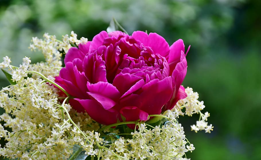 pink peony flower macro photography, rose, elder, blossom, bloom HD wallpaper