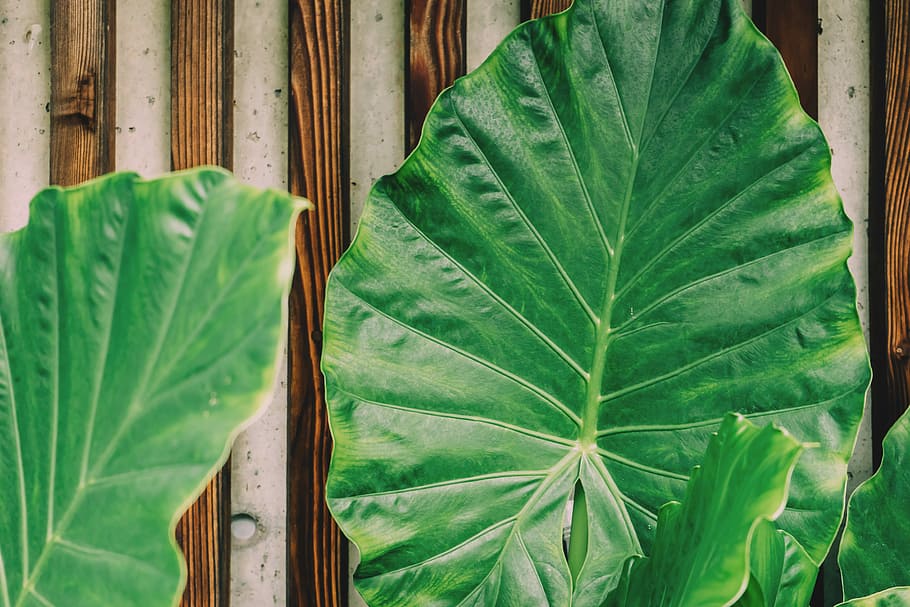 green taro plants, three green leaves on brown surface, leaf HD wallpaper