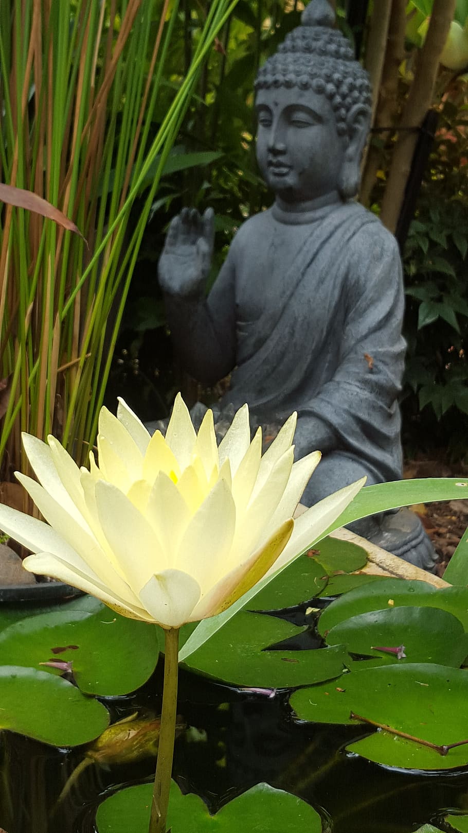 buddha, water, lily, waterlily, buddhism, meditation, pond, HD wallpaper