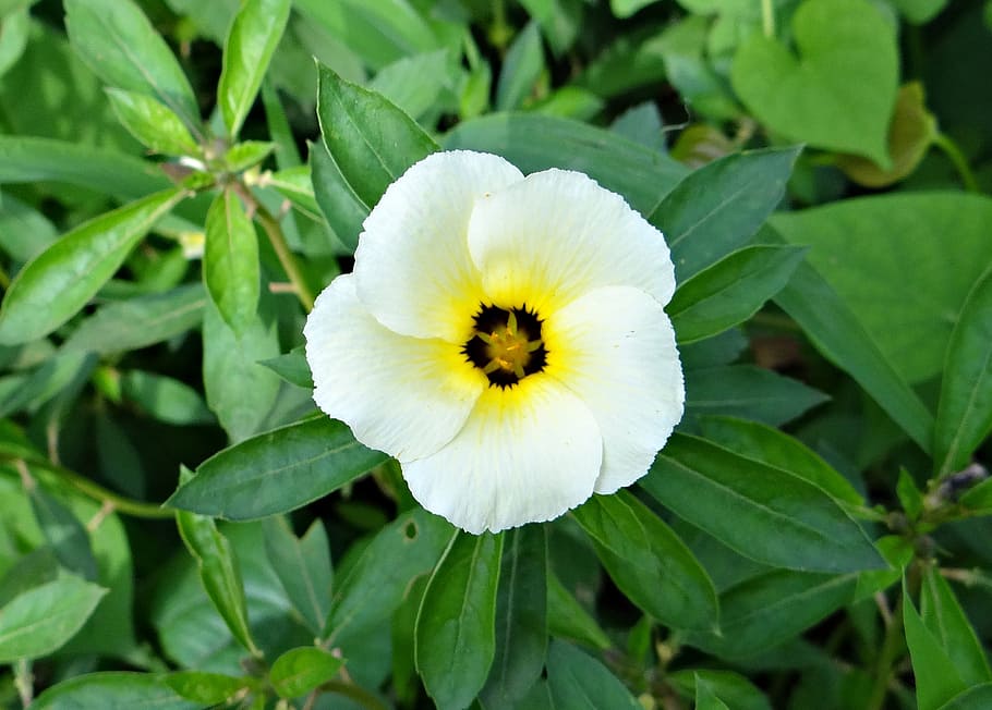 white alder, politician's flower, white butter cup, turnera subulata