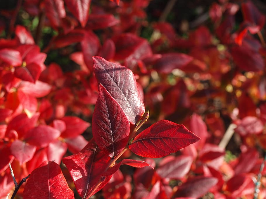 leaves, fall, red, fall leaves, october, colorful, leaf, plant part HD wallpaper