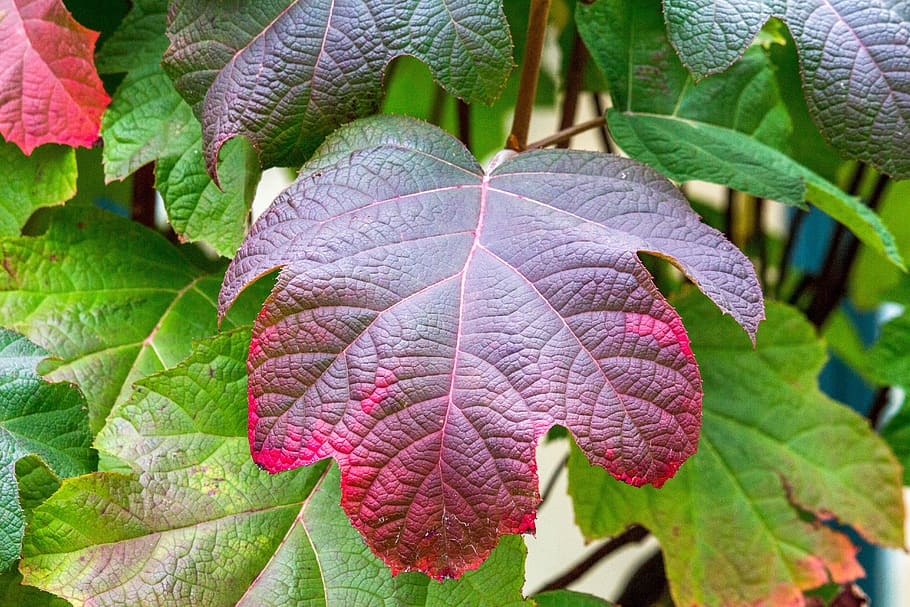 leaf, nature, flora, color, plant part, growth, close-up, beauty in nature HD wallpaper
