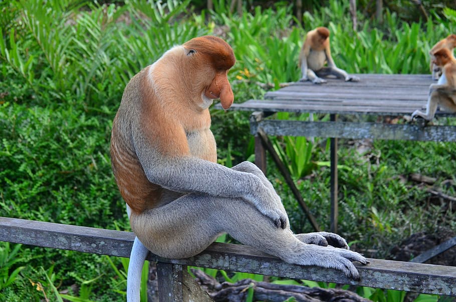 gray and brown animal sitting on wooden bar, proboscis monkey HD wallpaper