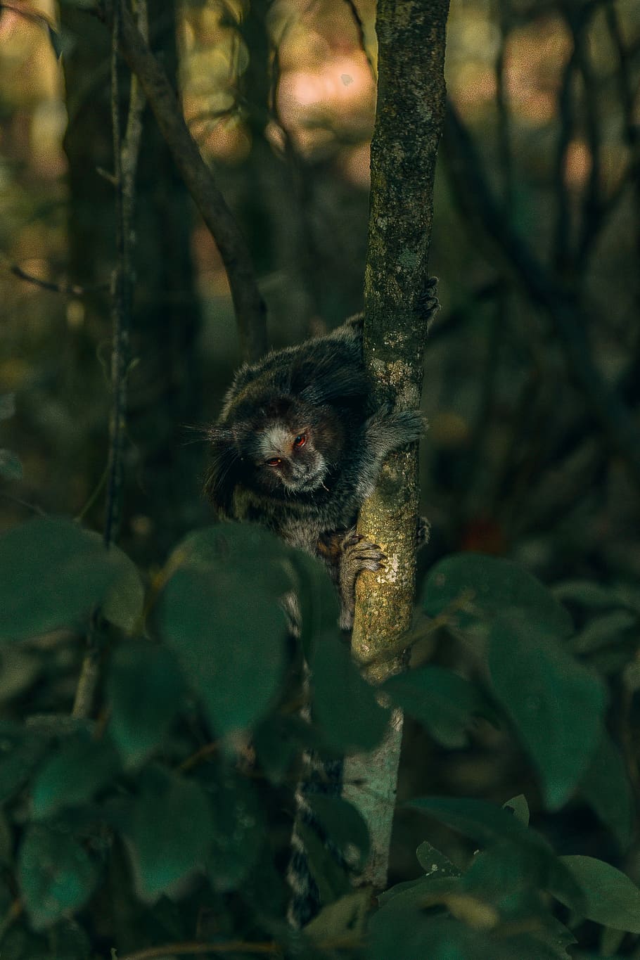 monkey, brazil, small, jungle, tree, america, climb, ecology HD wallpaper