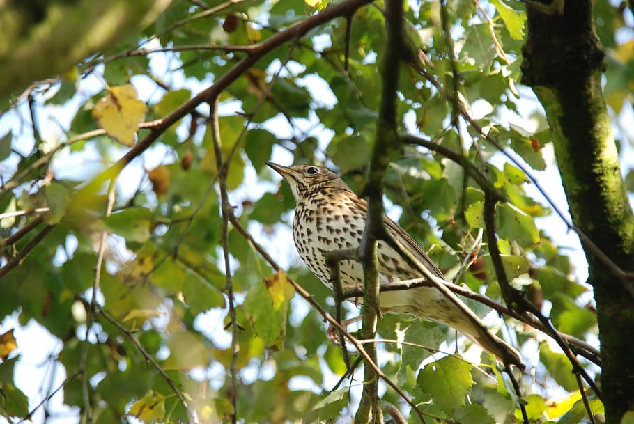 Nature, Bird, Thrush, Green, Tree, Sheet, branch, animal wildlife HD wallpaper