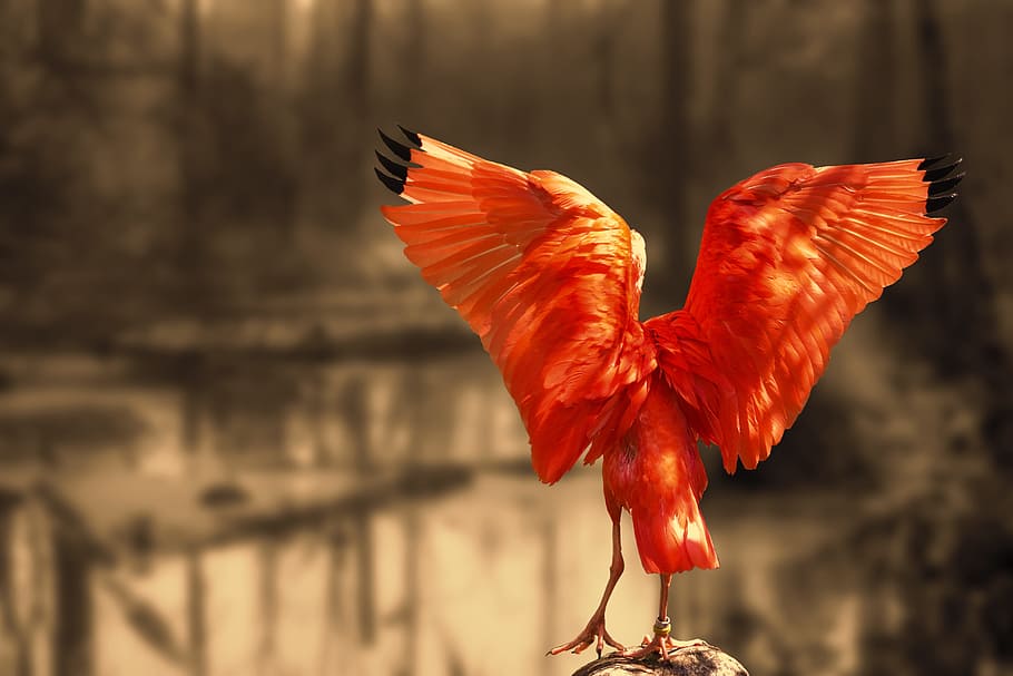nature, red ibis, scarlet ibis, long beak, bill, bird, bright red, HD wallpaper