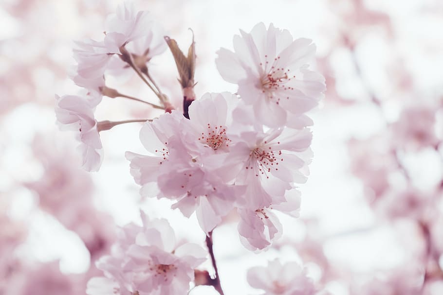 selective focus photography of white blossom leaf, pink, blossoms HD wallpaper