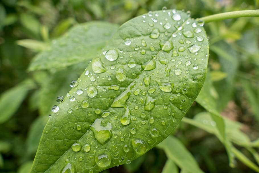 leaf, rain, leaves, drip, drop of water, green, raindrop, nature HD wallpaper