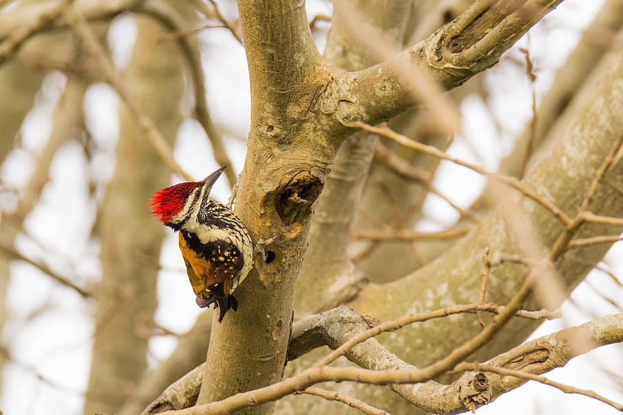 bird, mysore, india, deejayclix, tree, perched, woodpecker HD wallpaper