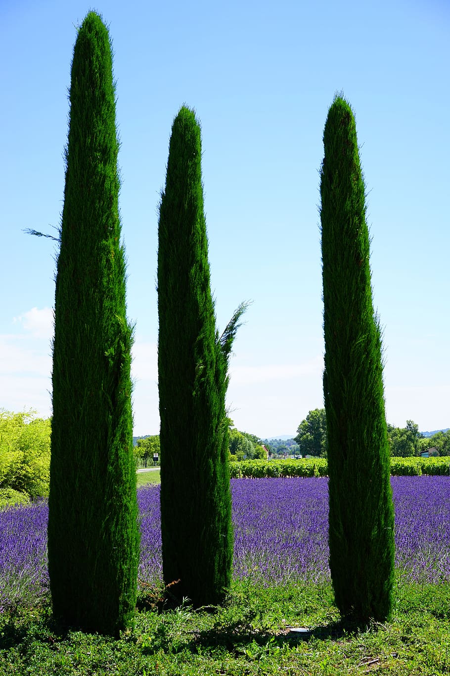 three green trees, cypress, lavender field, lavender cultivation, HD wallpaper