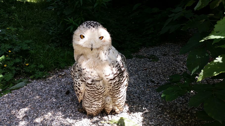 owl, bird, animals, animal themes, one animal, mammal, animal wildlife HD wallpaper