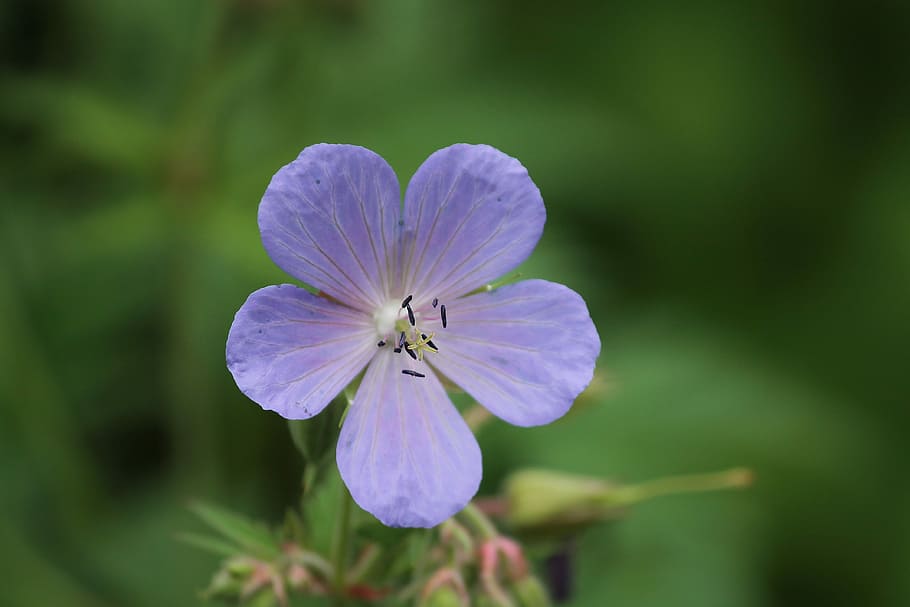 meadow cranesbill, geranium pratense, blossom, bloom, close up HD wallpaper