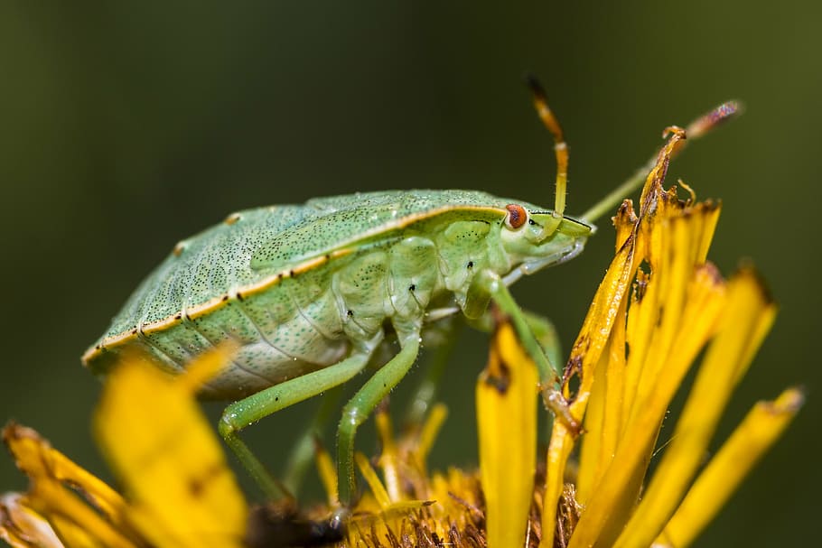 bug, green, insect, nature, green stinkwanze, animal, close HD wallpaper