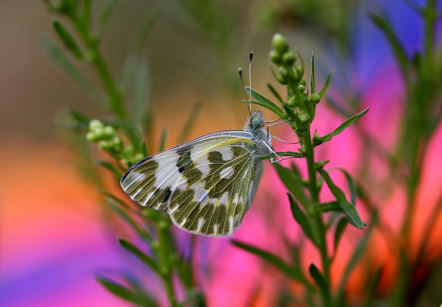 butterfly, white, green, insecta, wings, nature, coloring, animal themes HD wallpaper