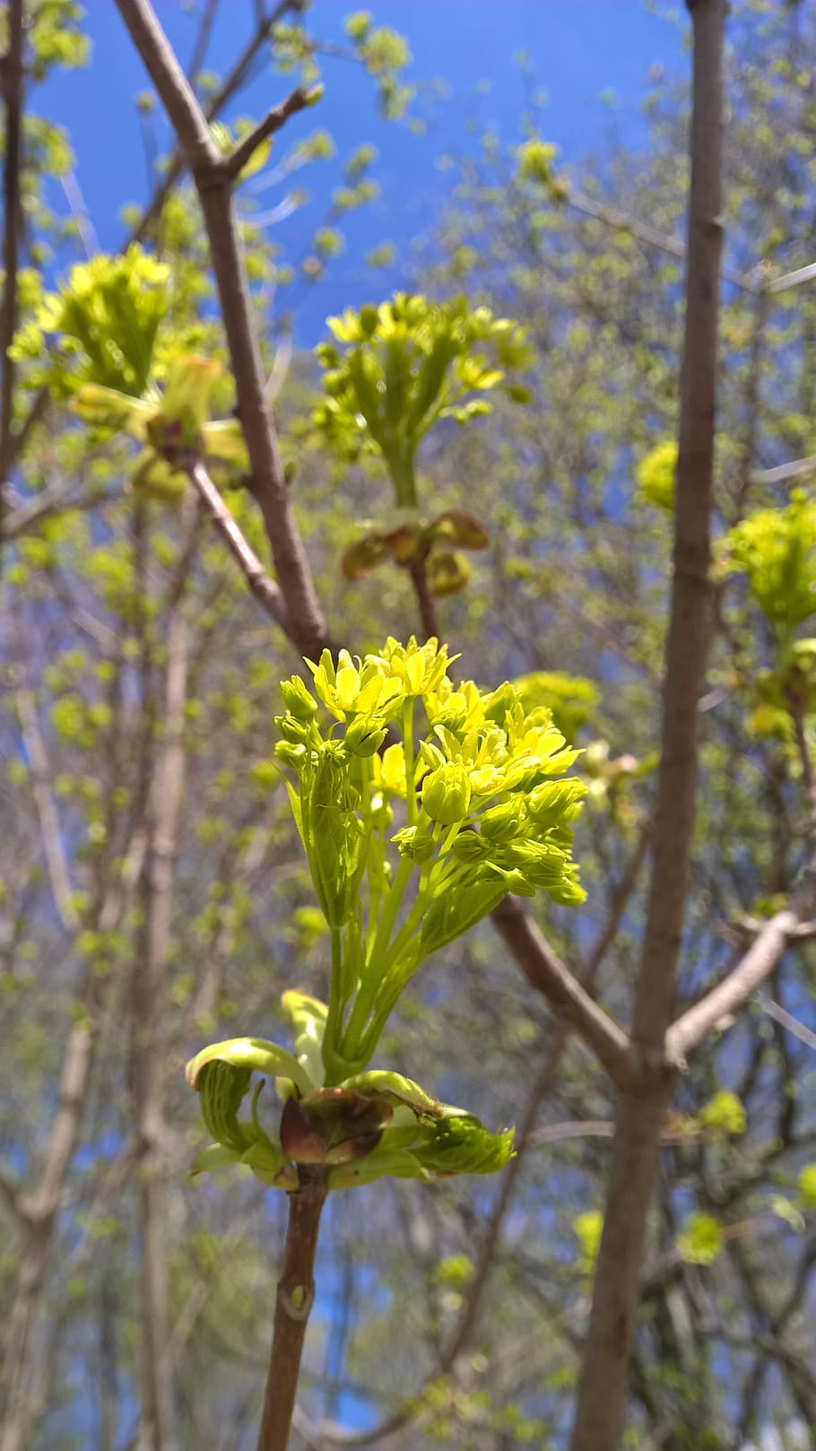 nature, flora, tree, flower, leaf, spring, plant, growth, flowering plant HD wallpaper