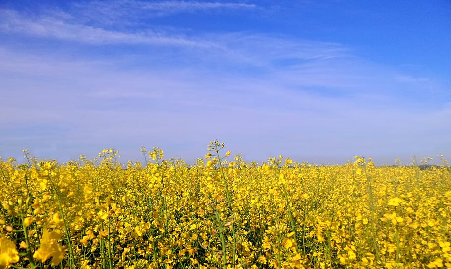 landscape, spring, plants, rape, sky, yellow, flower, beauty in nature HD wallpaper