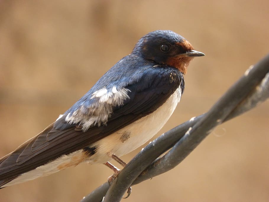 swallow, bird, cable, animal themes, animal wildlife, animals in the wild HD wallpaper