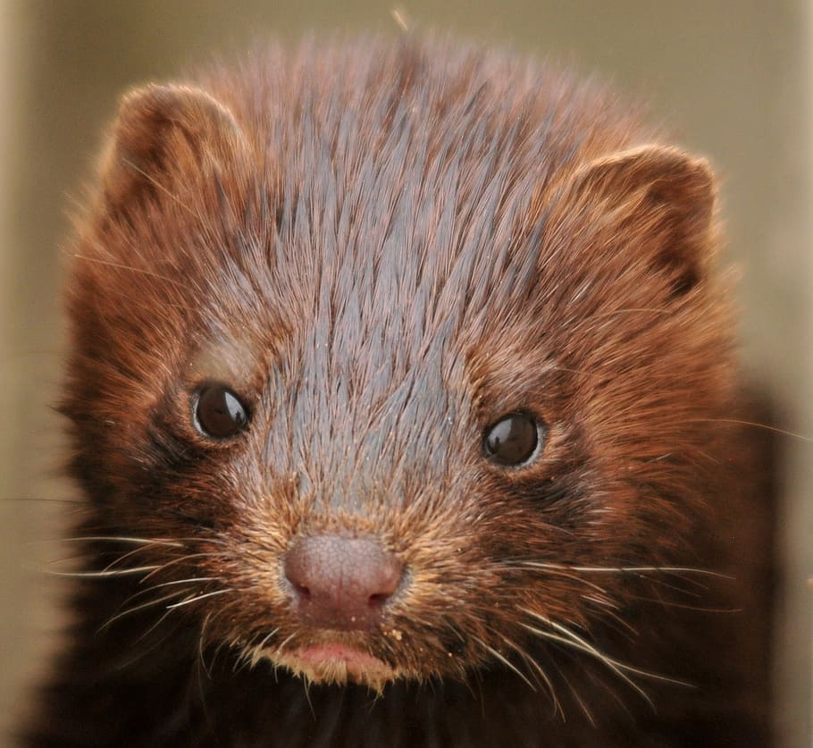close up of brown animal, Mink, Portrait, Face, Head, young, baby
