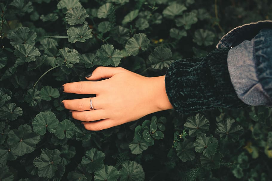 person touching green leaves, person in black long-sleeved top touching green leafed plant HD wallpaper