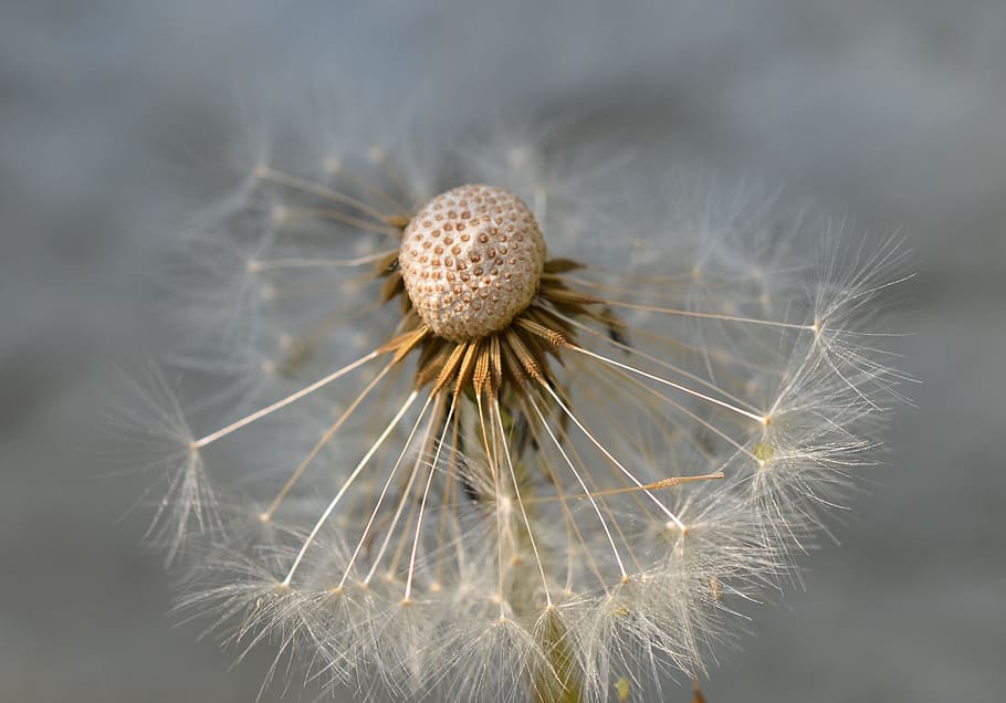 dandelion, seeds, close, macro, meadow, plant, flower, flowering plant HD wallpaper