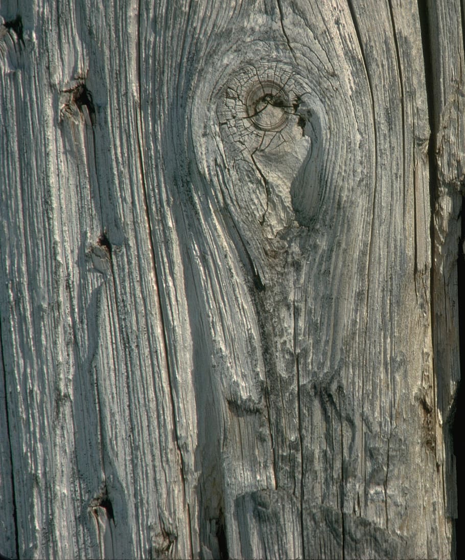 tree, wood, knot, bark, timber, texture, grey, gray, wood - Material HD wallpaper