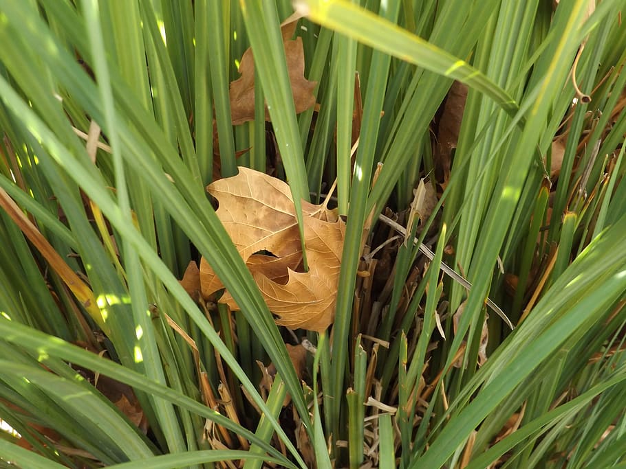 leaves, leaf, grass, plant, nature, green, green color, growth HD wallpaper
