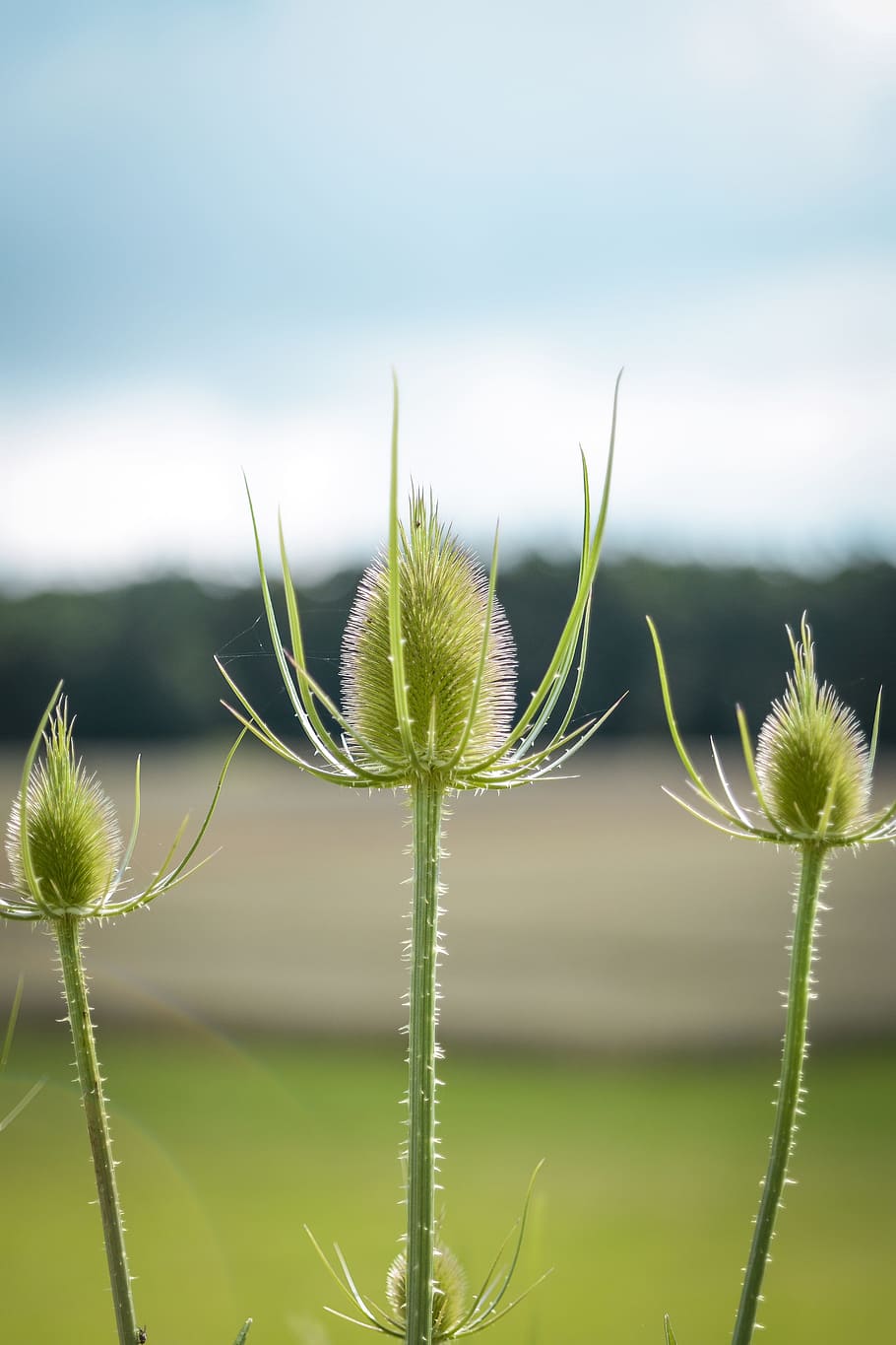 Thistle, Burdock, Prickly, Plant, Flora, hook and ring thistle HD wallpaper