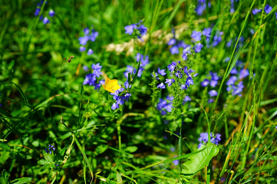 sharp buttercup, flower, yellow, ranunculus acris, hahnenfußgewächs HD wallpaper