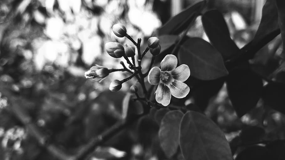 bloom, blooming, blossoms, blur, branch, close-up, flora, flower buds HD wallpaper