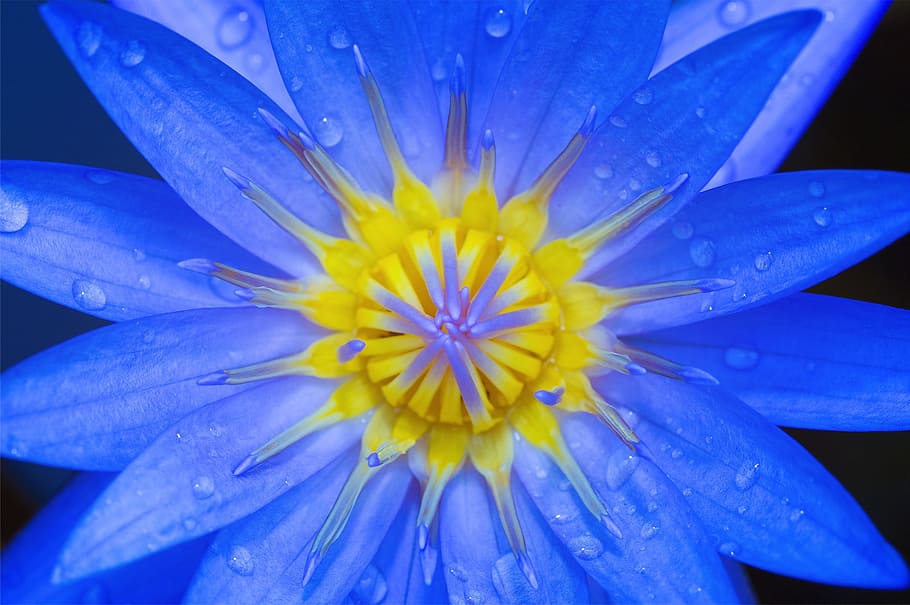 nature, petals, dew, wet, bloom, blossom, close-up, flora, flower HD wallpaper