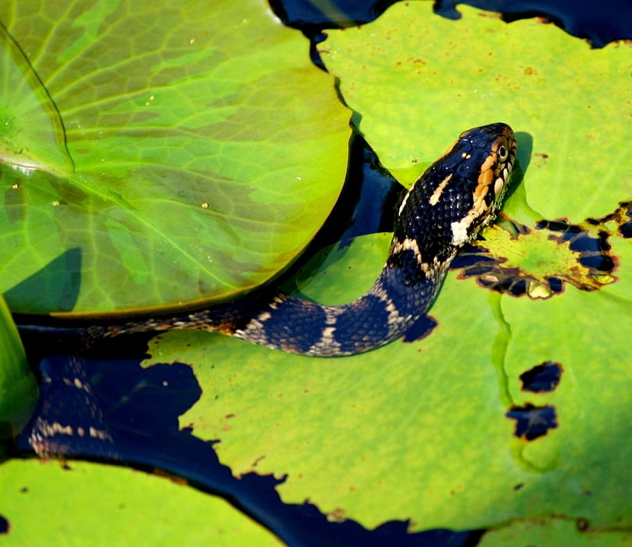 brown snake on leaf, serpent, predator, pond, lily pads, water snake, HD wallpaper