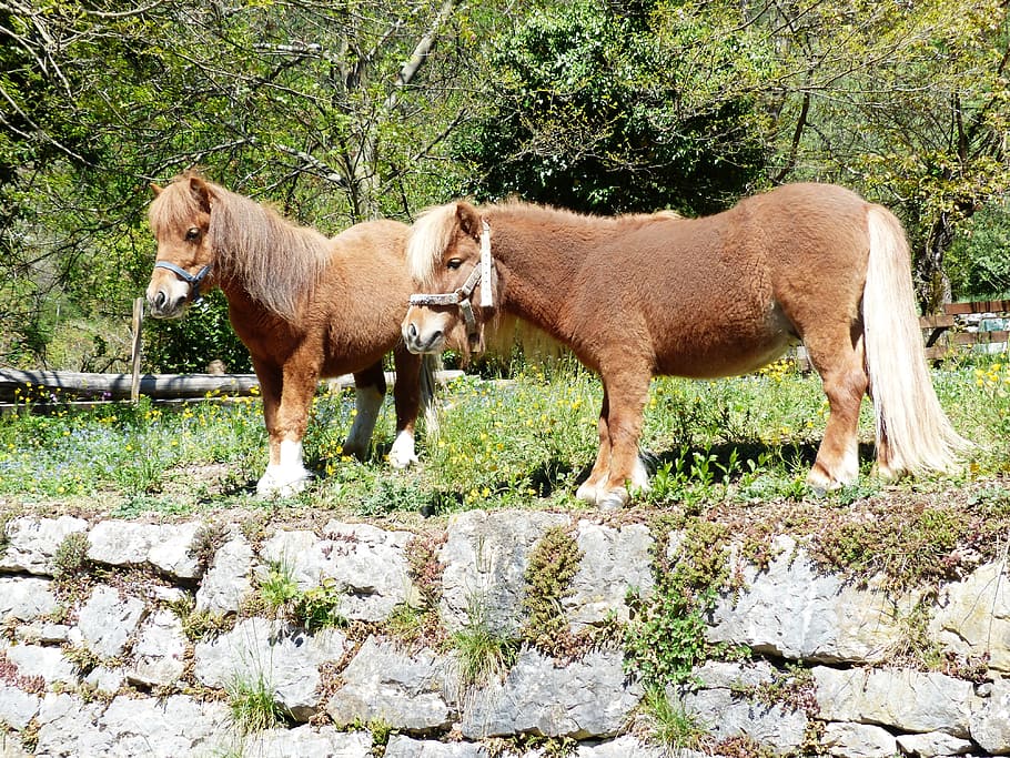 Shetland Pony, Horse, Animal, Fur, wuschelig, mane, sweet, nice, HD wallpaper