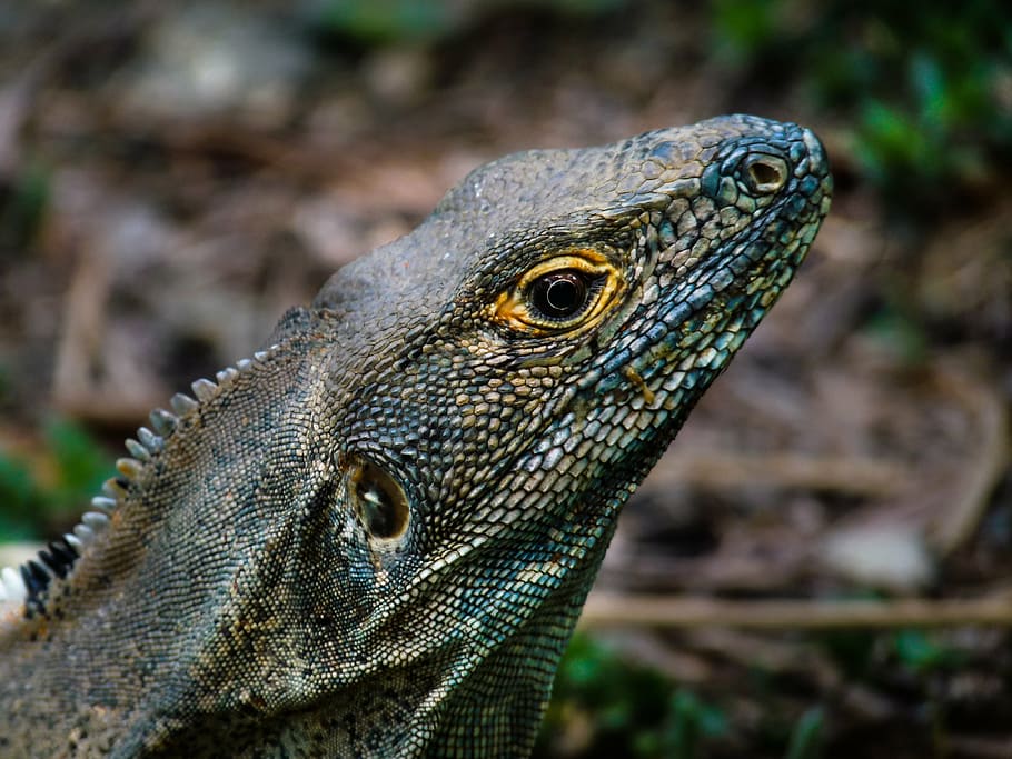 lizard, jungle, close, scale, dragon, animal, costa rica, animal world HD wallpaper