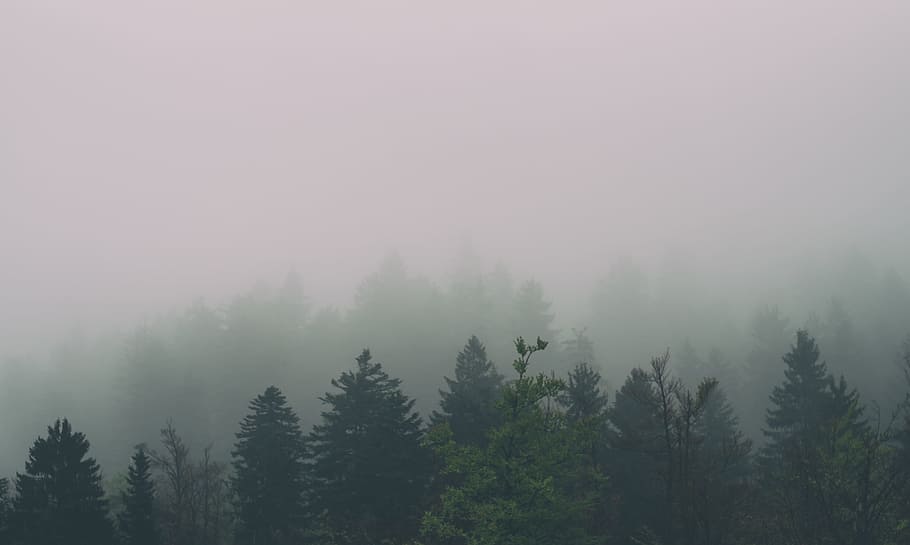 forest covered with fogh, green forest covered by fog, Spring HD wallpaper