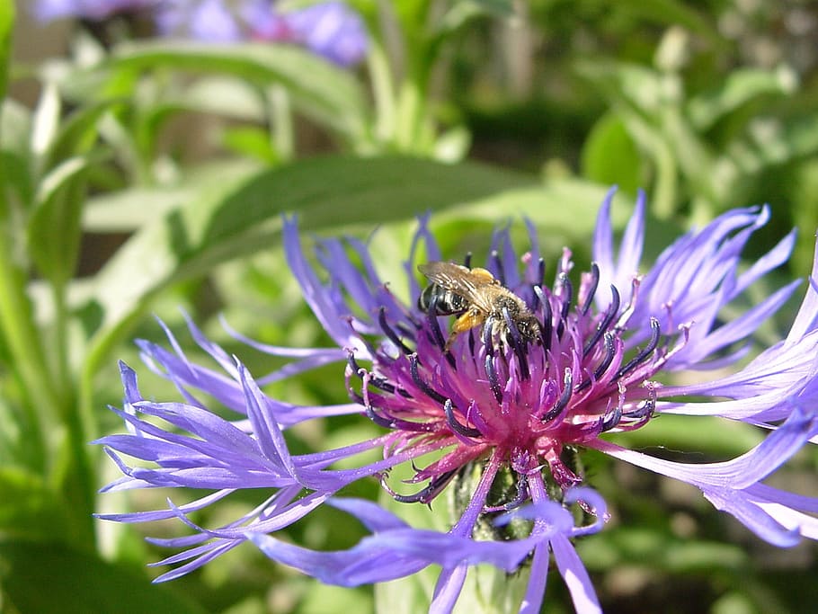 knapweed, bee, insect, flower, flowers, spring, purple, flowering plant HD wallpaper