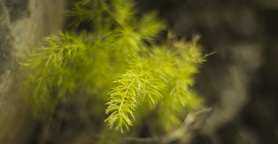 grass, india, flower, nature, landscape, green, leaf, wild HD wallpaper