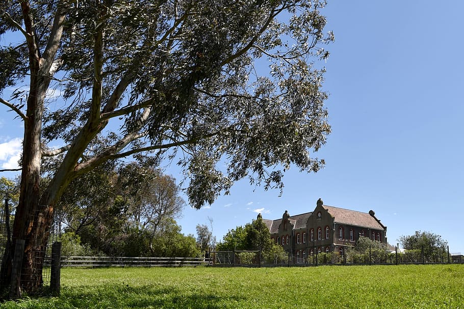 convent, abbotsford convent, melbourne, building, plant, tree HD wallpaper