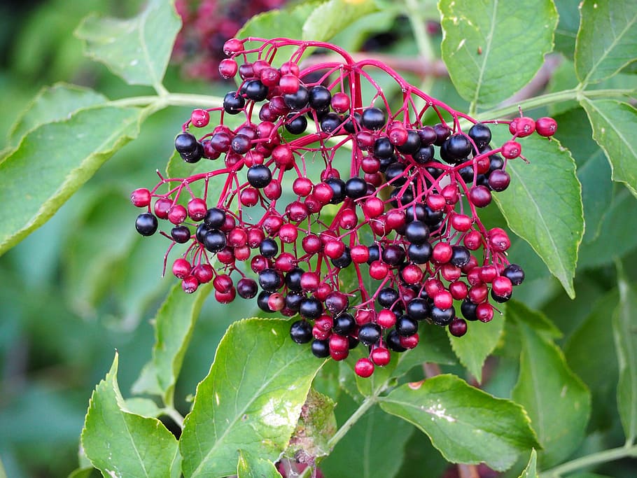 holler berry, berries, elderberries, holder bush, fruits, plant, HD wallpaper