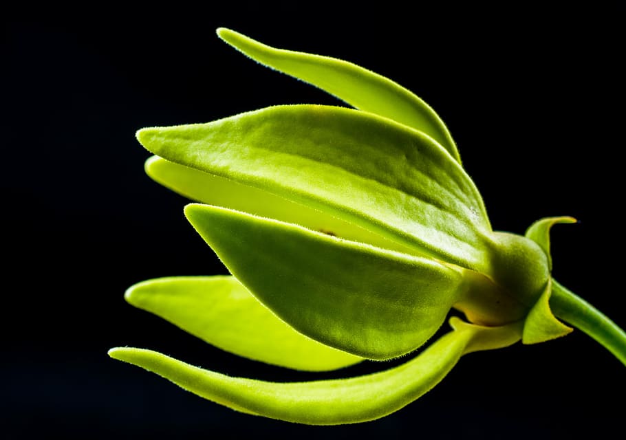 blossom, bloom, flower, green, close, nature, plant, leaf, close-up HD wallpaper