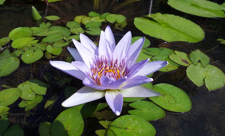 lotus, plant, material, pond, flower, flowering plant, leaf HD wallpaper