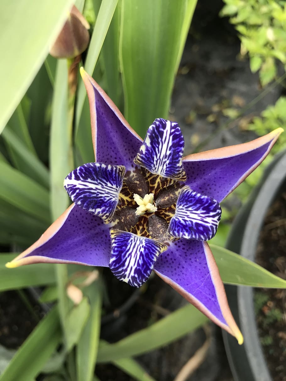 purple, iris, strange, unique, flower, nature, flowering plant, HD wallpaper