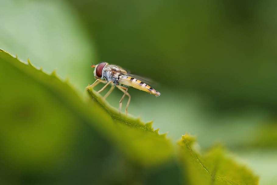 Horsefly, Insect, Wing, Wildlife, Bug, small, thorax, entomology, HD wallpaper