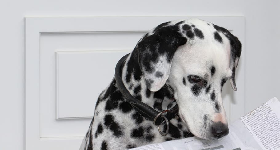adult white and black Dalmatian, Dalmatians, Dog, News, Animal, HD wallpaper