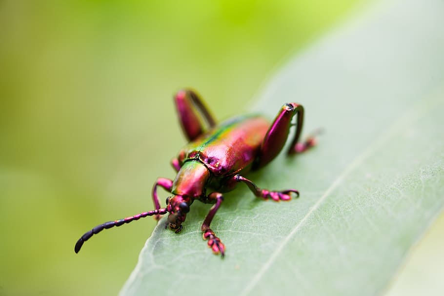 beetles, wildlife, nature, bug, natural, invertebrate, insect HD wallpaper