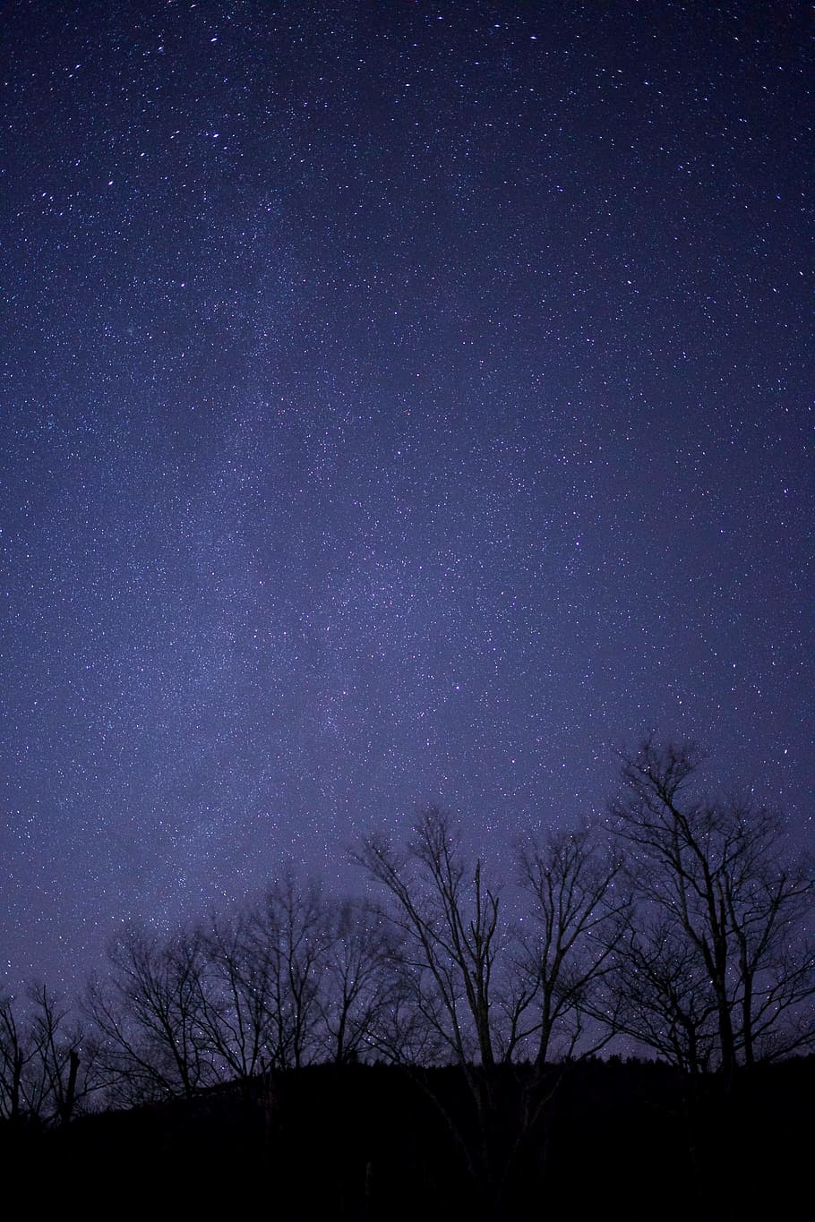Black Tree Under Purple and Black Sky during Night Time, dark HD wallpaper