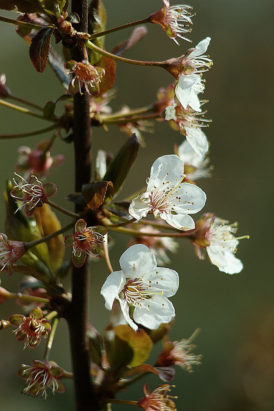 Flowers, Tree, White, Nature, Spring, blossom, plant, beauty in nature HD wallpaper